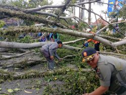 Pohon Tumbang di Alun-Alun Tarogong Kaler, Petugas Gabungan Sigap Lakukan Evakuasi