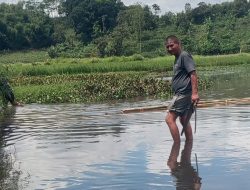 Bumdes Margaluyu  Kembangkan Tambak Ikan : sejahterakan warga Leles