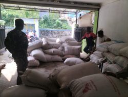 Babinsa Koramil 1108/Kadungora Monitoring Serapan Gabah di Desa Cipareuan