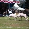 SKDG Piala Gubernur 2025, Bupati Garut Dukung Pelestarian Domba Garut Sebagai Identitas dan Potensi Ekonomi