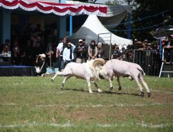 SKDG Piala Gubernur 2025, Bupati Garut Dukung Pelestarian Domba Garut Sebagai Identitas dan Potensi Ekonomi