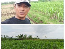 Petani Lungsuran Tani Kp. Pagemrongan Terima Bantuan Bibit Jagung dari UPTD Pertanian Cibalong