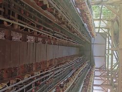 Sukseskan Ketahanan Pangan, Desa Talagasari Kadungora Garut Produksi 70 Kg Telur per Hari dari 2.000 Ekor Ayam Petelur