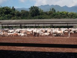 Jelang Iduladha 1446 H, Bupati Garut Cek Kesehatan Hewan Kurban di Salah Satu Peternakan di Malangbong