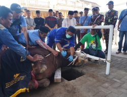 Bupati Garut Saksikan Penyembelihan Sapi Kurban Bantuan Presiden RI di Ponpes Assa’adah Limbangan