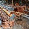 Usaha Ayam Petelur Desa Karangmulya: Dorong Ketahanan Pangan dan Ekonomi Masyarakat