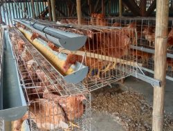 Usaha Ayam Petelur Desa Karangmulya: Dorong Ketahanan Pangan dan Ekonomi Masyarakat