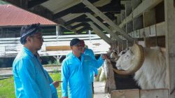 Kasrem 062/TN Tinjau Langsung Pengembangan Ternak Domba dan Kambing di Margawati