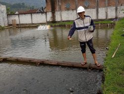 BUMDes Munji Desa Karang Tengah Kembangkan Budidaya Ikan Nila Black Prima untuk Program Ketahanan Pangan