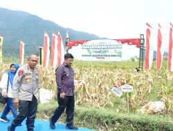 Panen Jagung Kuartal III di Garut Hasilkan 140 Ton